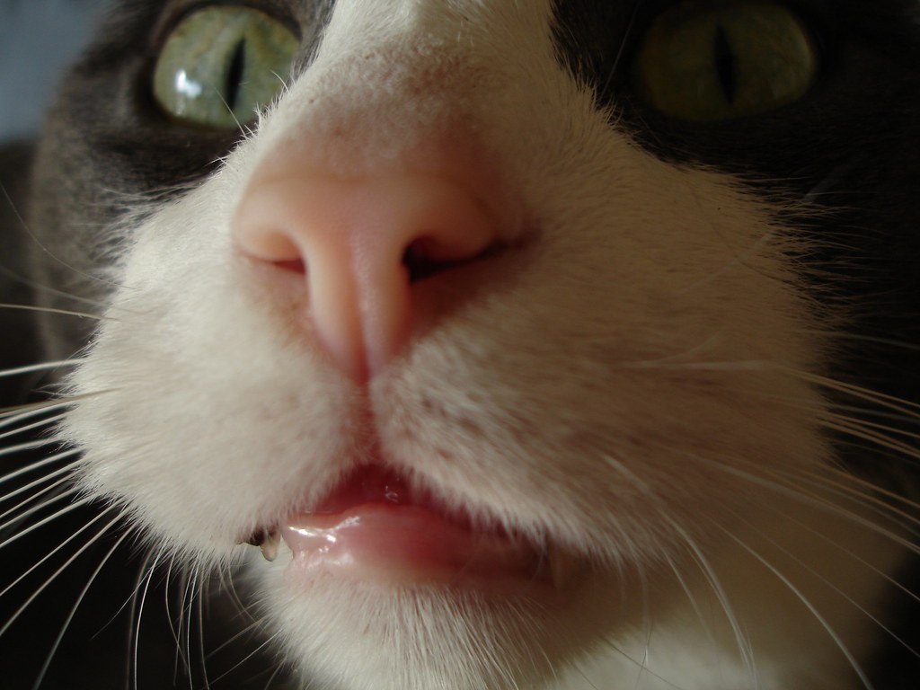 Cat Lips Bill Binns Flickr
