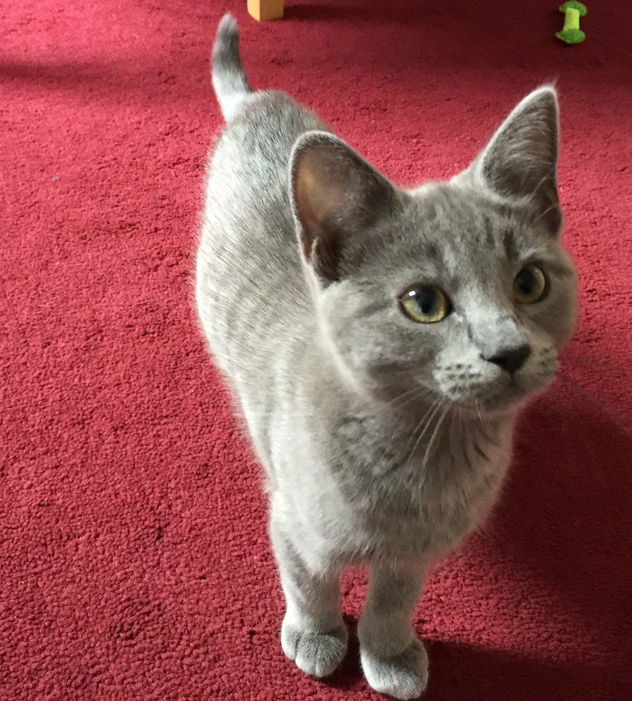 20150802 11.21.49 Cardiff Pet Care Flickr