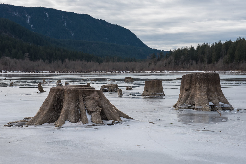 Stumped tree stumps at Rattlesnake Lake, North Bend, WA. Jeff