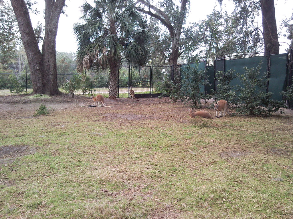 kangaroos Kangaroos at Jacksonville Zoo scooter_squirrel32 Flickr