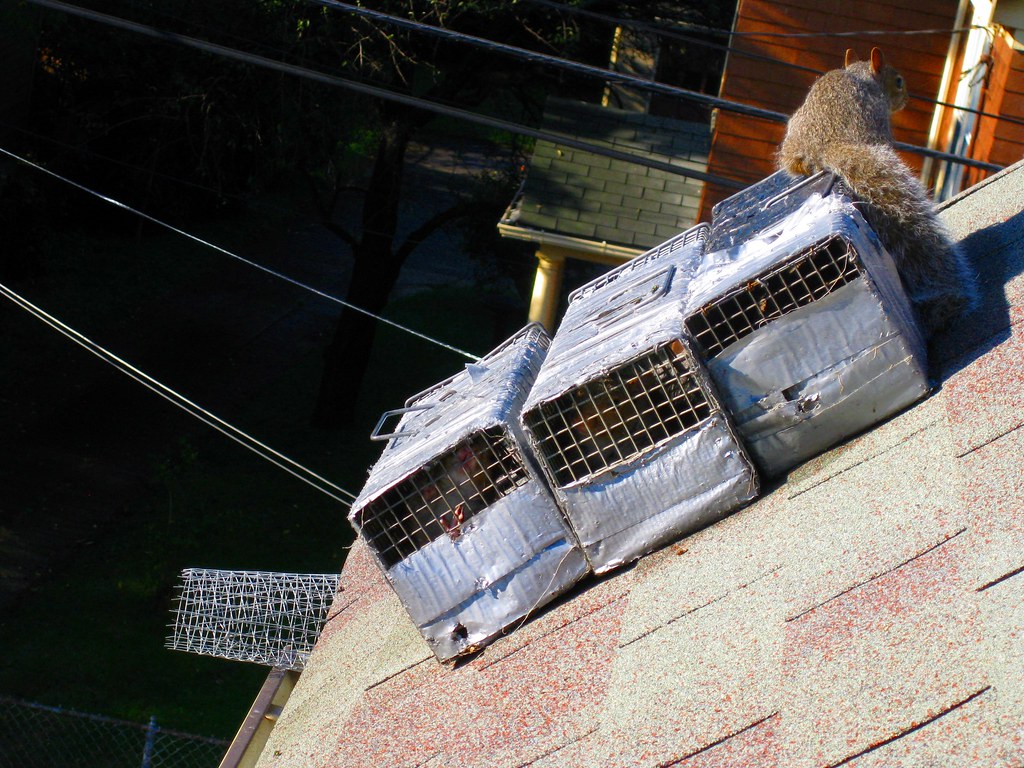 Trapped Squirrels Squirrels got into the attic crawlspace … Flickr