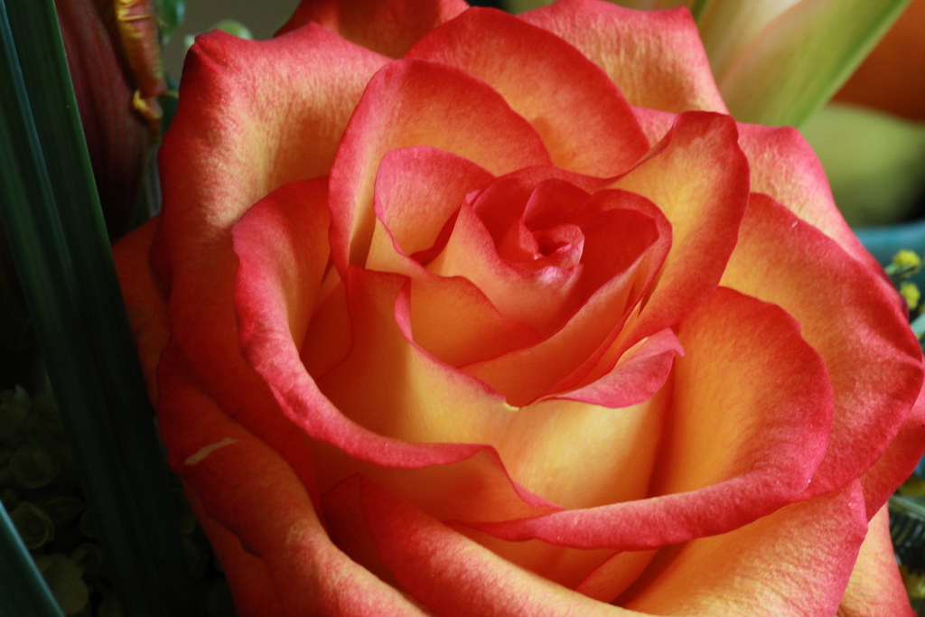 IMG_1044 Rose from Arena's Florist, Rochester NY clare.dygert Flickr