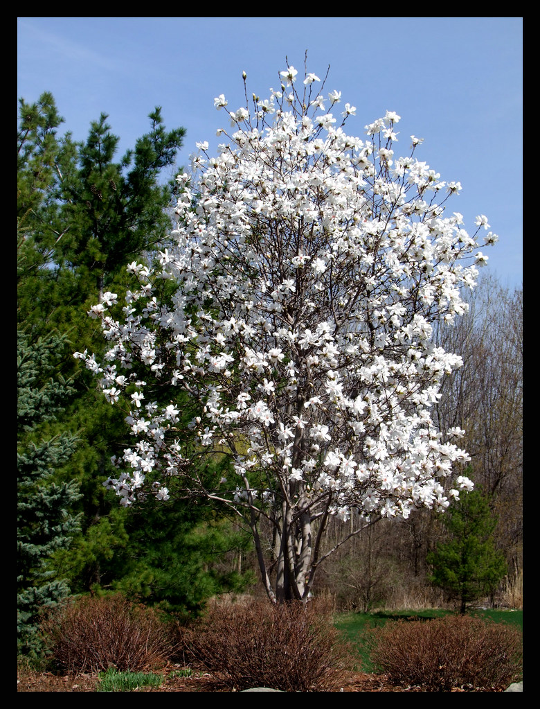 Star Magnolia Tree in Bloom I just can't get enough of Flo… Flickr