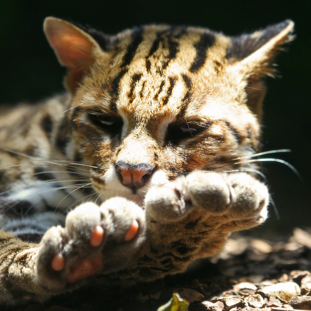 Leopard Cat. Singapore Zoo. Comments & Awards Fli… Flickr