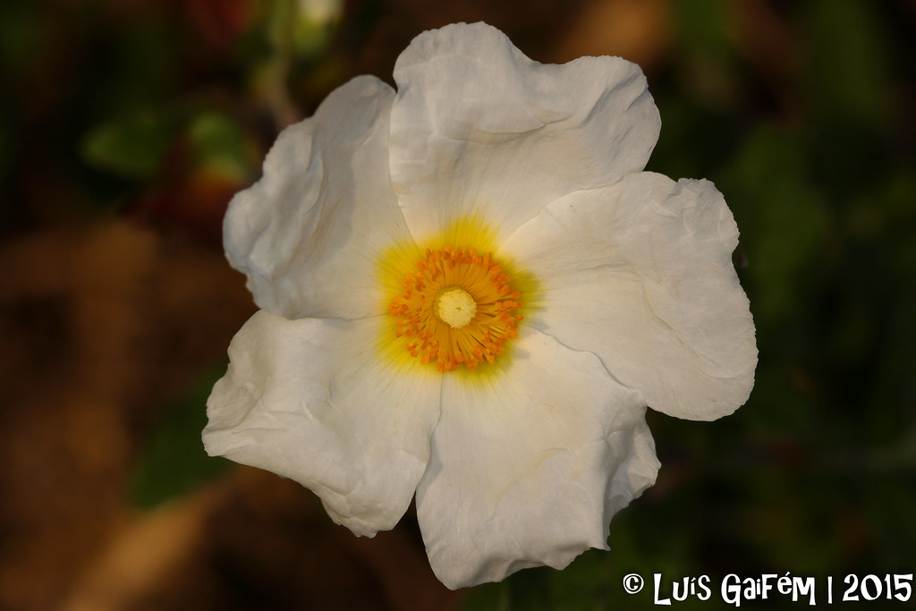 Cistus salviifolius L. Estevinha Sage Leaf Rock Rose Rio d… Flickr