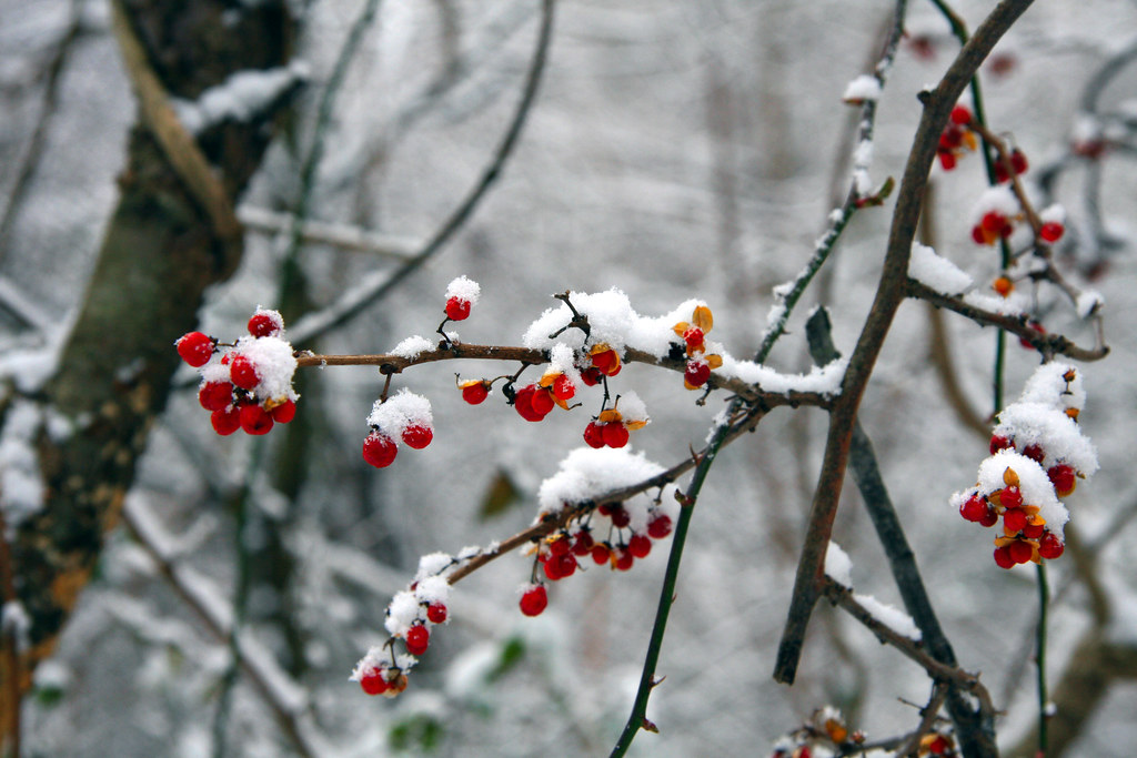 Bird food Winter Bird food. chris fotograf Flickr
