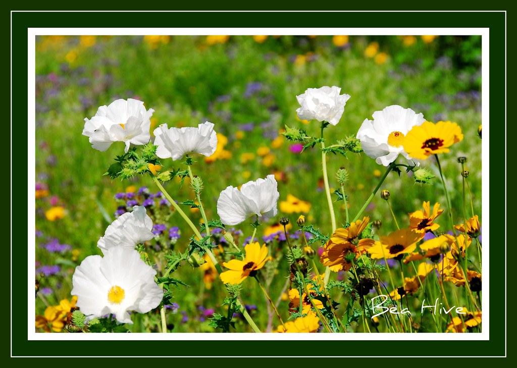Texas Wildflowers White Prickly Poppies, Coreopsis, Blue C… Brenda