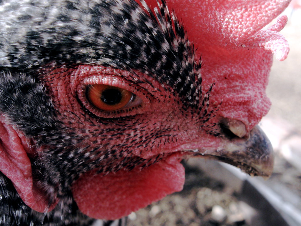 Chicken zoom This is a great one for looking at the large … Flickr