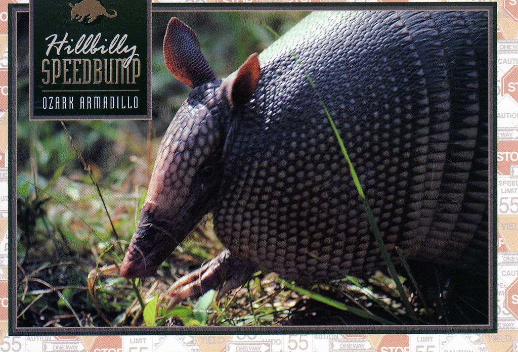 Armadillo We saw loads of Armadillos in Arkansas sadly… Flickr