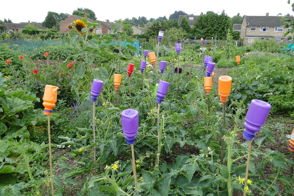 A strange crop Tilbury Lane Allotments July 2013 botleyhinksey Flickr
