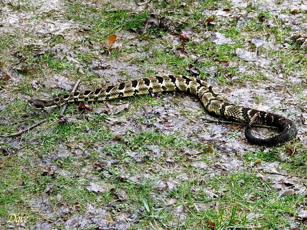 Ohio Timber Rattlesnake The timber rattlesnake still roams… Flickr