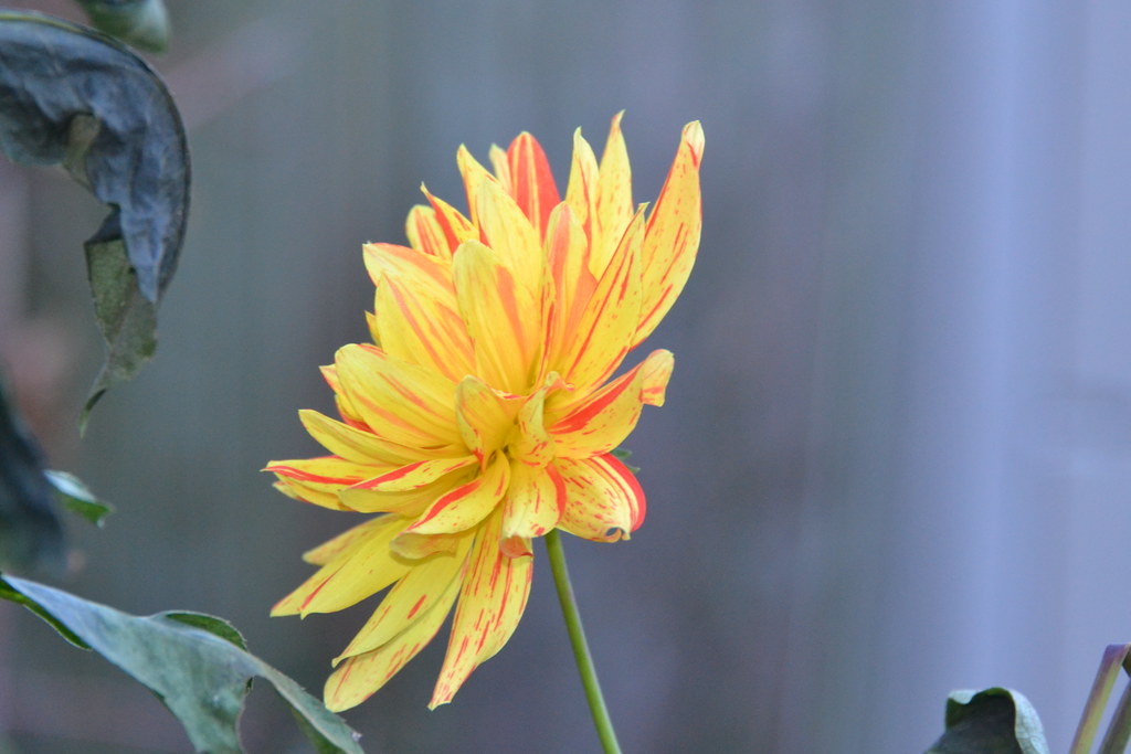 Hoping I hope my Dahlia will survive the hard frost tonigh… Flickr