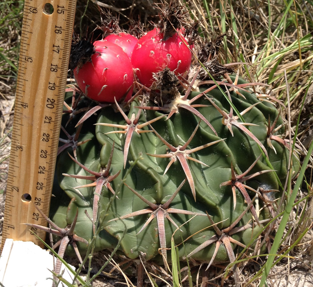 Cactus Horse Crippler Dr. Mark Merriwether Vorderbruggen Flickr