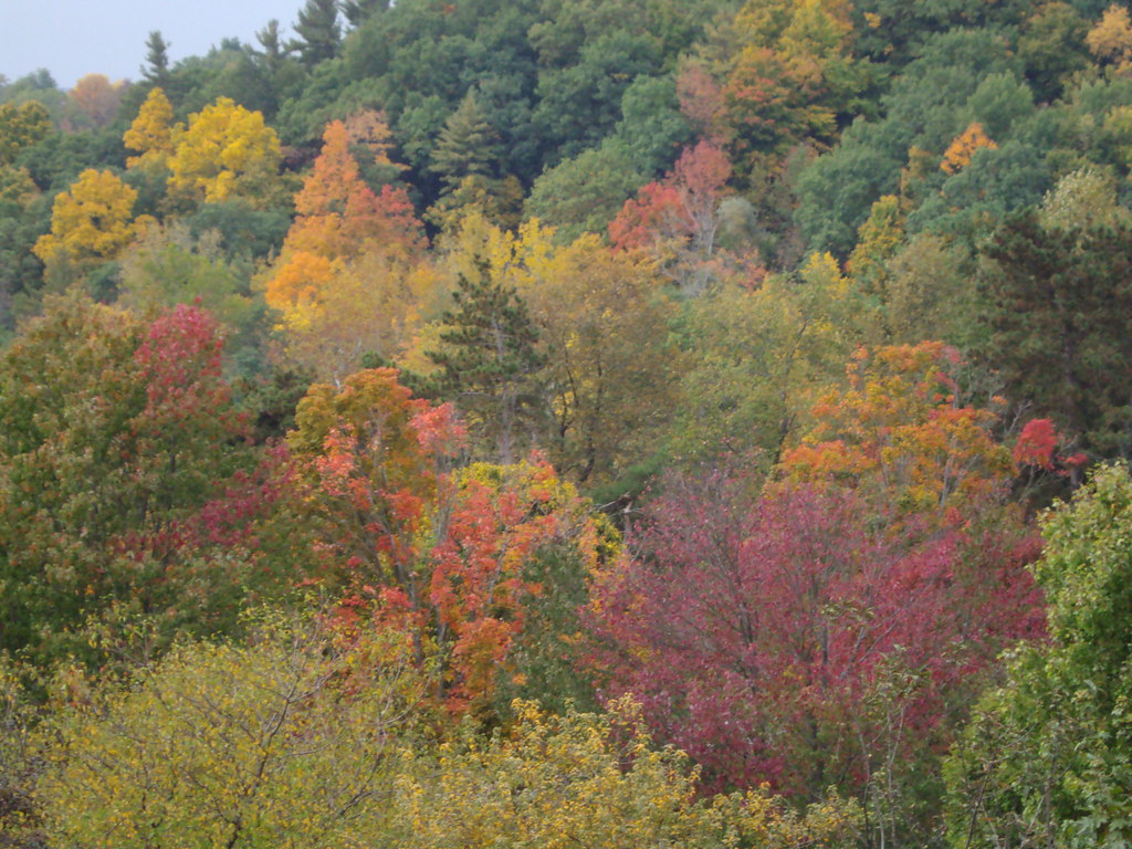Cornell University Arboretum autumn colour Ithaca. Flickr