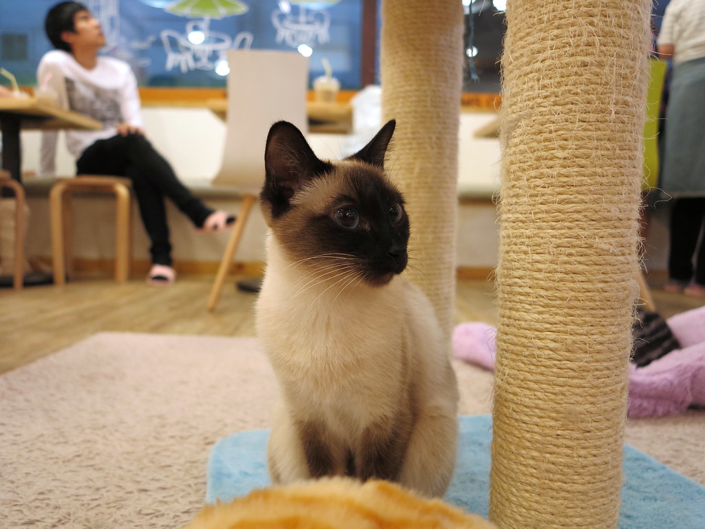 Tom's Cat Cafe Feline DaCat Flickr