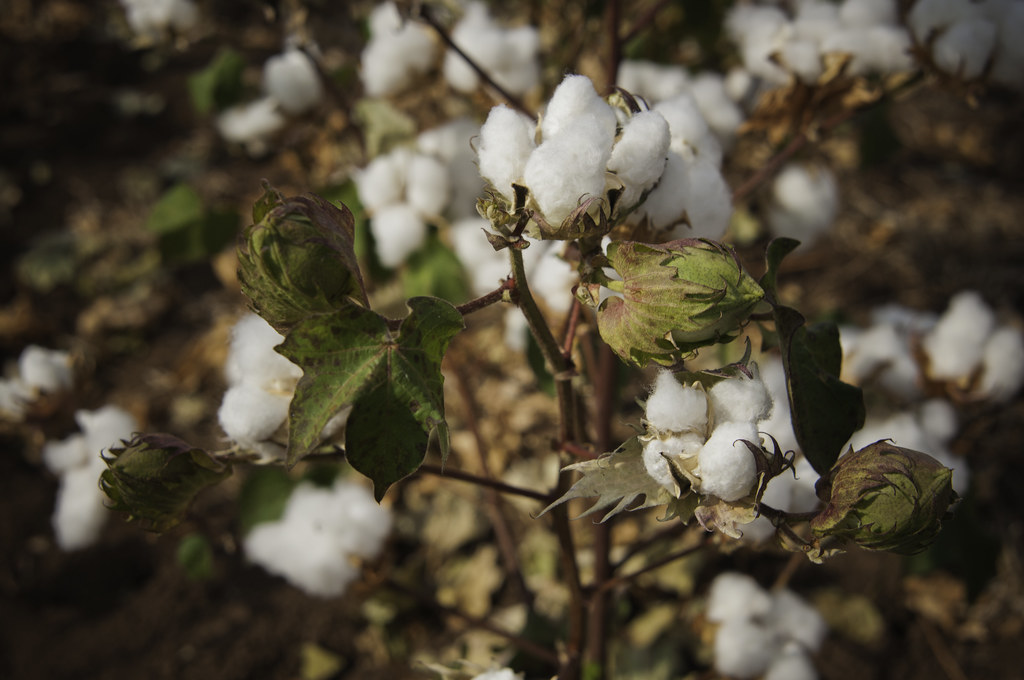 20130820OCRBN2680 Dry Land cotton grows on a farm in Na… Flickr