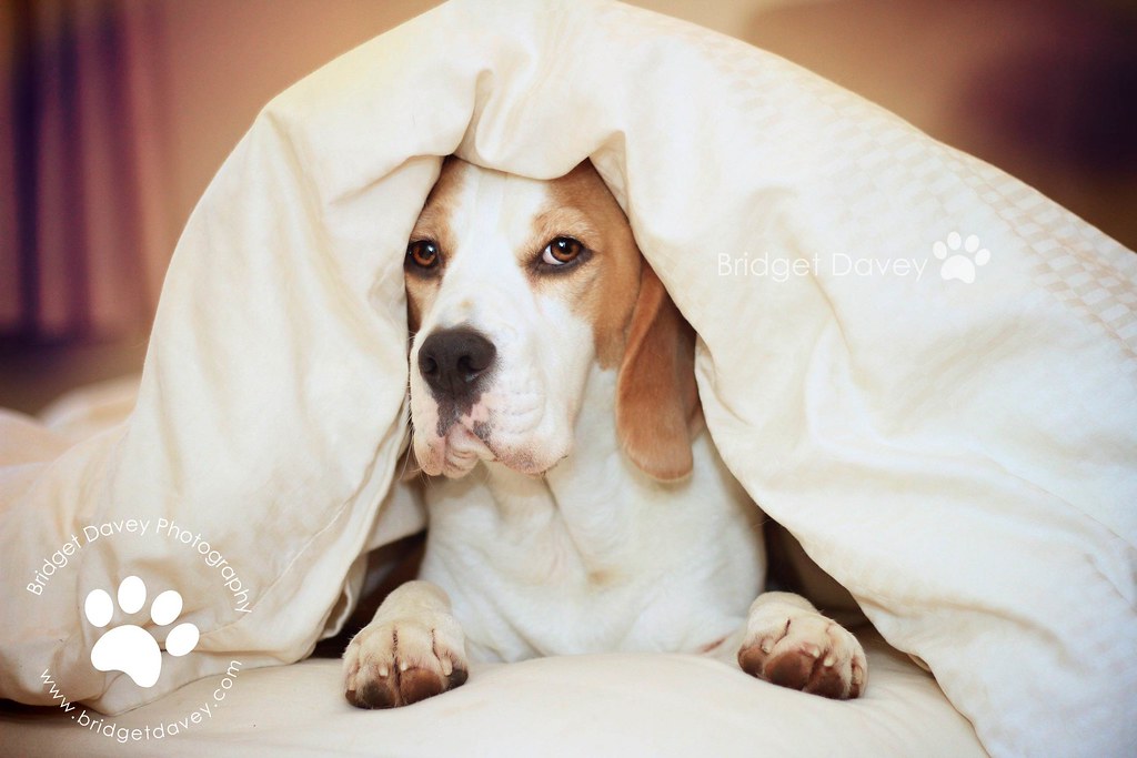 Porthos Beagle Pet Photography Leighton Buzzard, Bedford… Flickr