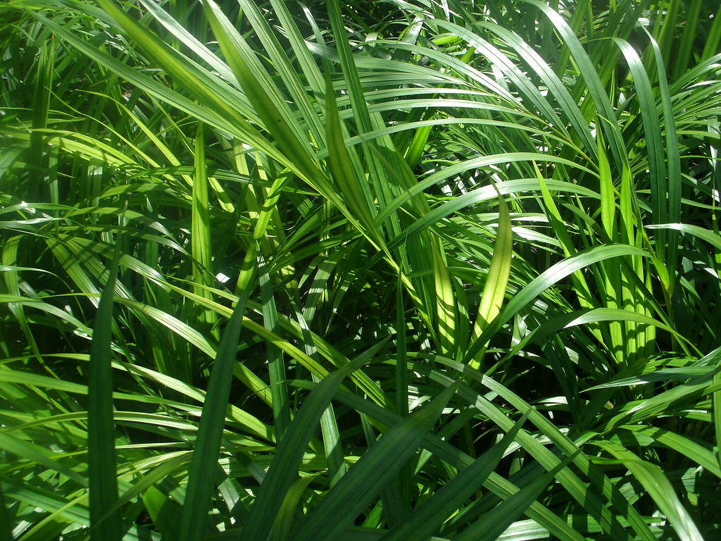 young areca palms Siwa Allred Flickr