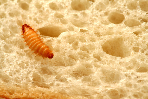 Are Those Bugs in My Flour? Have you went to use your flou… Flickr