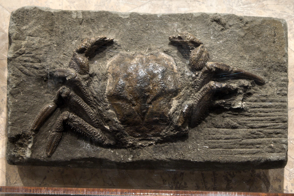 Avitelmessus grapsoideus fossil, McClung Museum, Knoxville, Tennessee