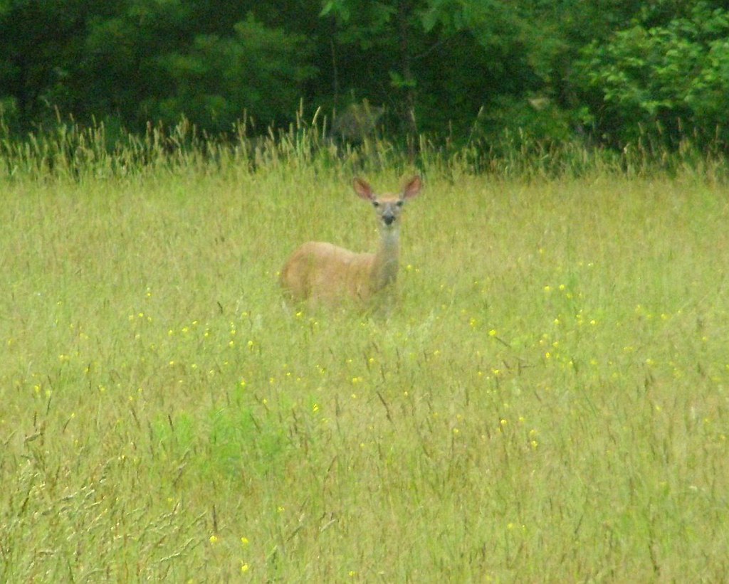 2013_0701WhitetailDoe0002 Cornish, Maine. Took a ride up … Flickr