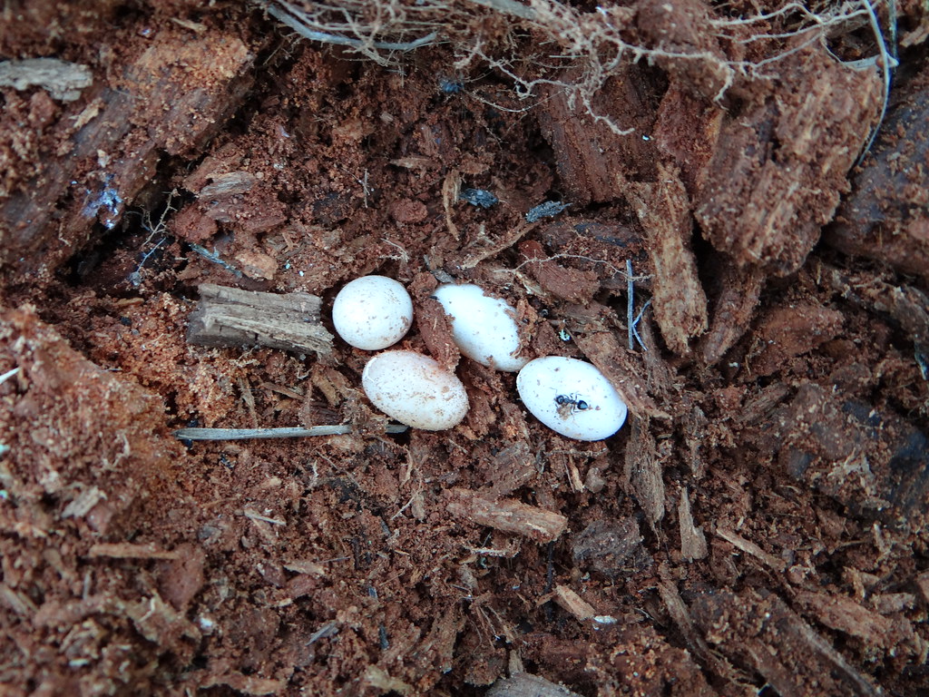 Fivelined Skink Eggs Found under/inside a log… Flickr