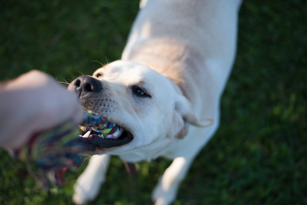 Marlboro Dog Once a puppy, now a huge monster that just wa… Flickr