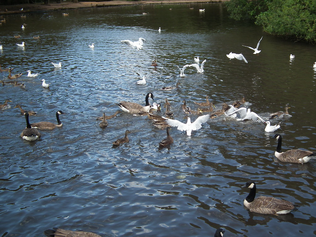DSCF2008 Birds on a small pond en route to the Royal Victo… Flickr