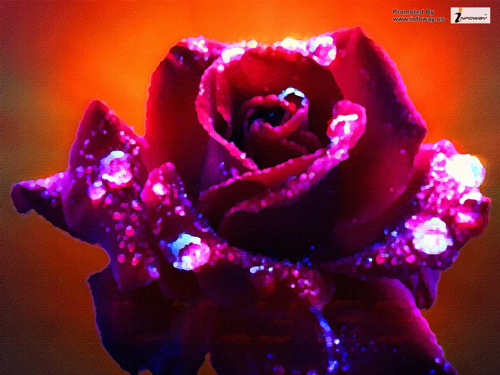 Most Beautiful Rose Flower On Earth