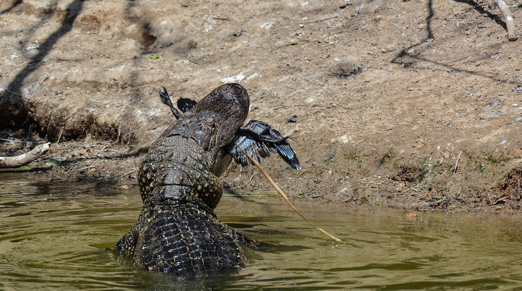 cormorant for a snack we heard a noise as if a branch brok… Flickr
