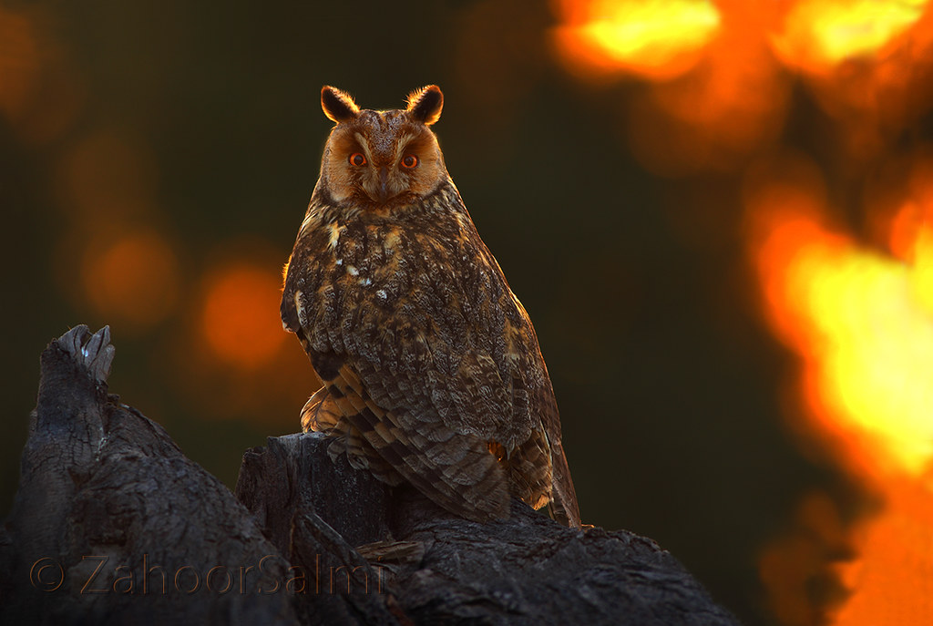 Longeared owl Longeared Owls hunt mainly by ranging over… Flickr