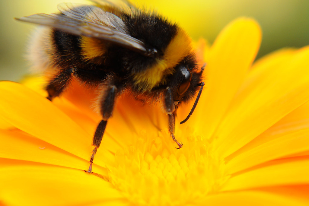 Bumble bee on calendula yellow flower close up feeding on … Flickr