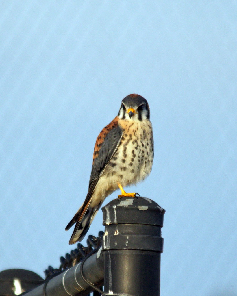 American Kestrel Christina Park, Lakeland, FL Fred Dame Flickr