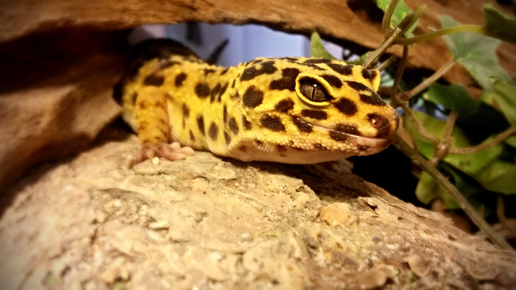 Leopardgecko Leopardgecko oder Pakistanischer