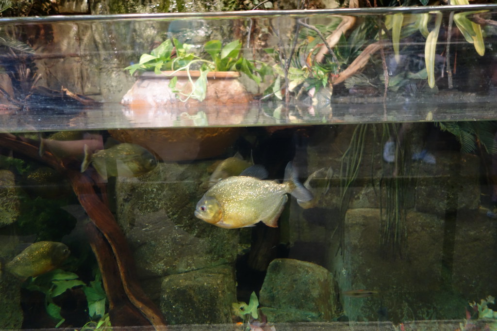 Mandalay Bay 028 We visited the Mandalay Bay Aquarium, whi… Flickr
