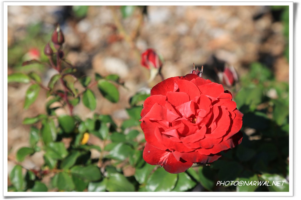 San Jose Heritage Rose Garden San Jose Heritage Rose Garde… Flickr