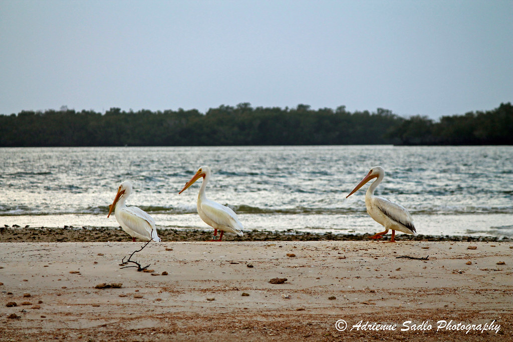 "Even Birds Watch the Sunset" Everglades National Park Flickr