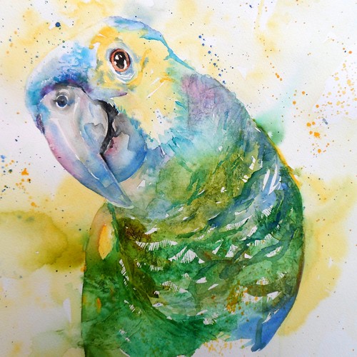 winston1 A blue fronted amazon watercolour on paper 35x3… Flickr