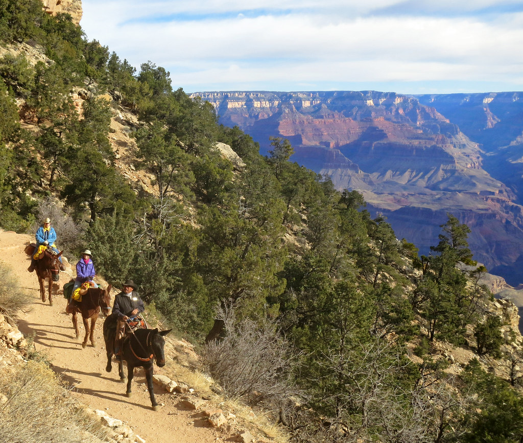 Are The Mules Of The Grand Canyon Abused