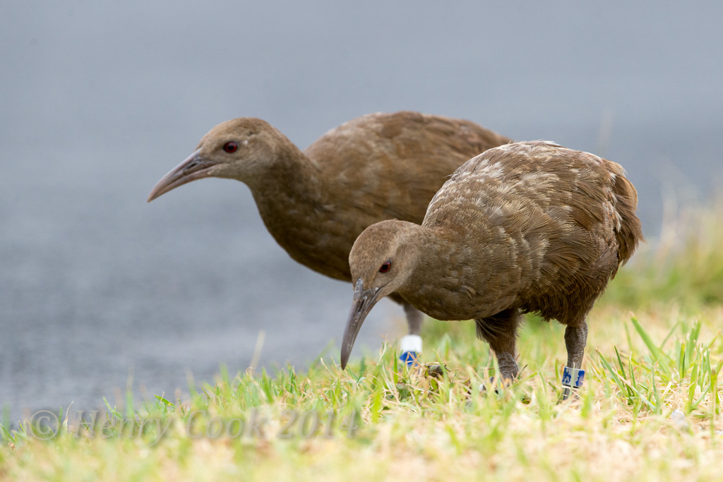 Woodhen5953 Lord Howe Island Woodhen Henry Cook Flickr