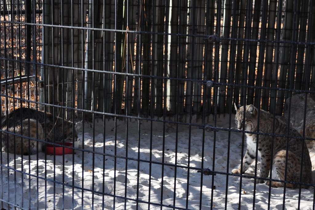 Locust Grove Trails A safe haven for injured wildlife. randa2e Flickr
