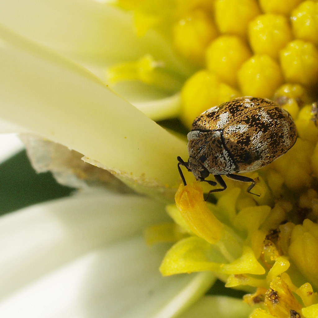 Varied Carpet Beetle Varied Carpet Beetle (Anthrenus