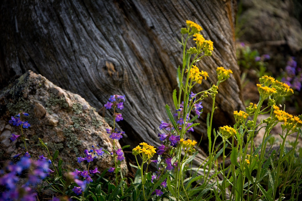 wildflowers Rocky Mountain National Park, Colorado raspberrytart