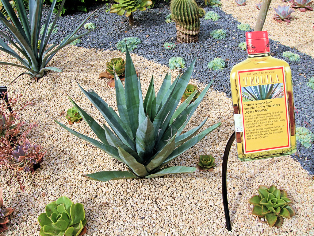 Tequila Plant (Agave tequilana) At Kew Gardens London. Flickr