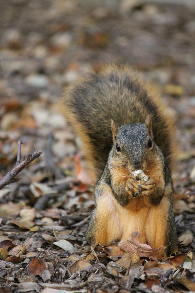 Squirrel at the University of Michigan near Kresge Library… Flickr
