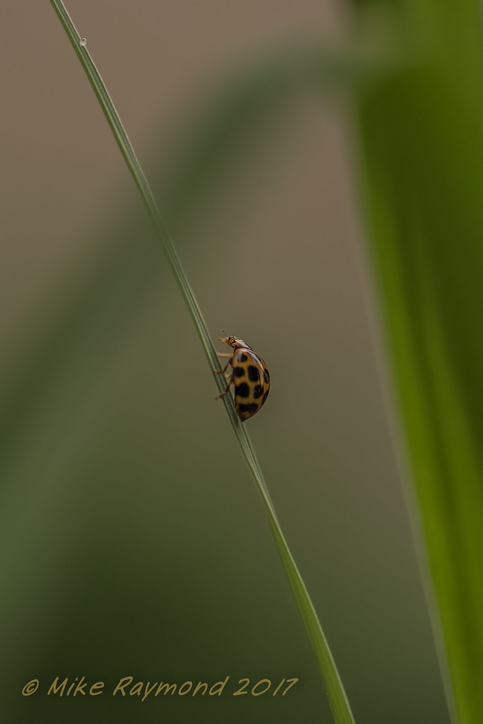 20170420 Yellow Ladybird Beetle1 It's a long way to the… Flickr