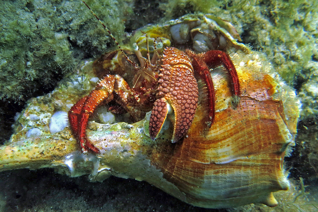 Caribbean giant hermit crab, Panama City Beach, Florida Flickr