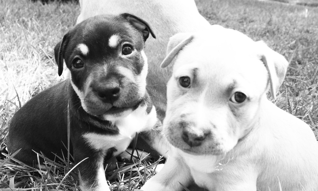 Puppies I spent my Saturday morning covered in puppies...g… Flickr