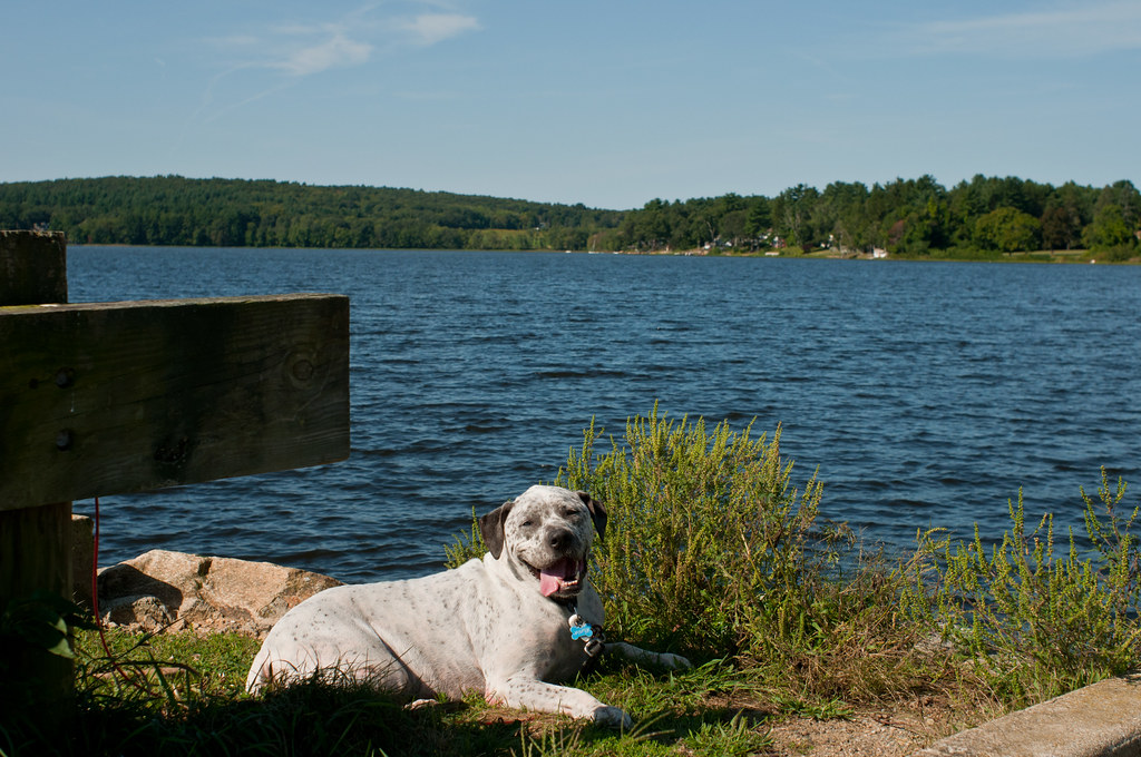 DSC_0207 Quaboag pond, Brookfield MA Soligor 35mm F2.8 on … Flickr