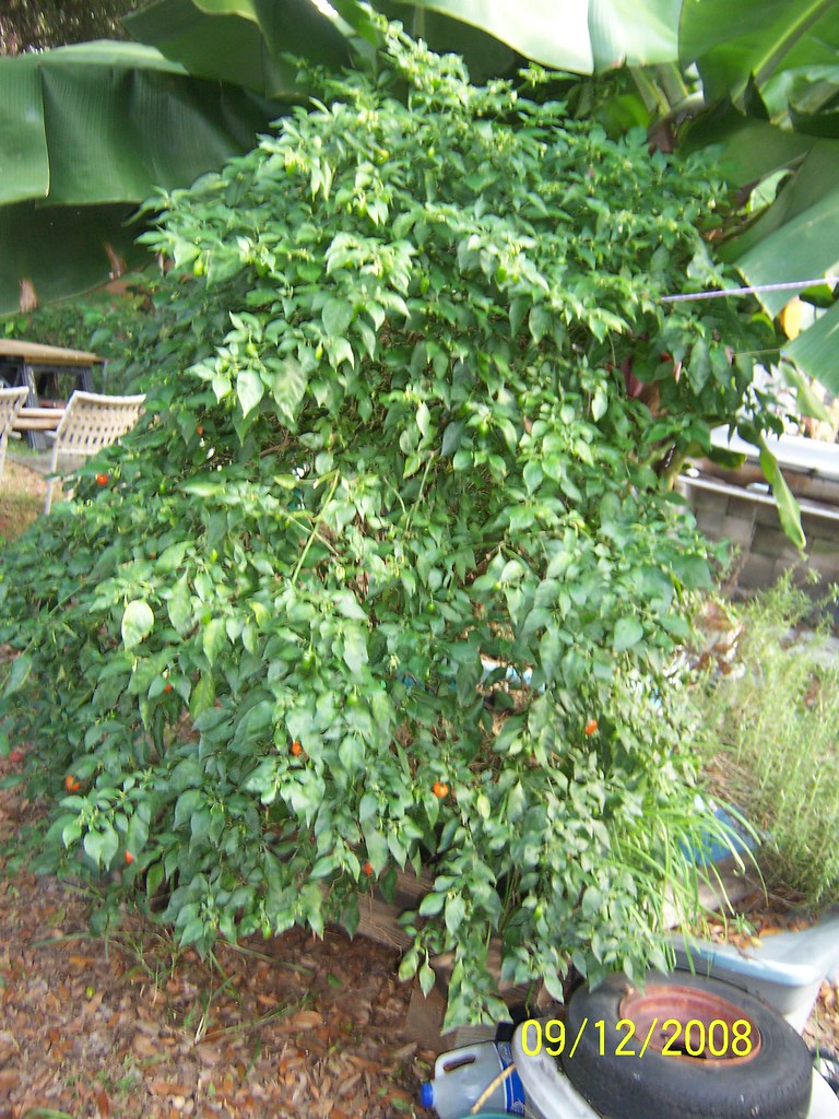 orange habanero pepper square foot hydroponics Square foot… Flickr